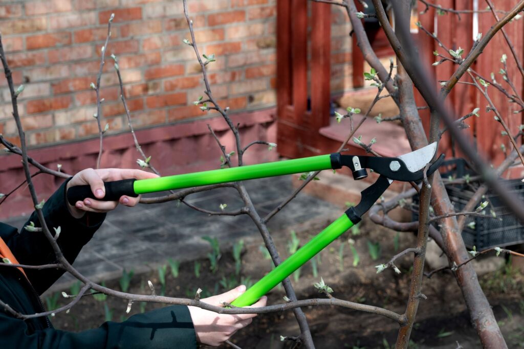 Zwei Hände mit einer großen Gartenschere, die im Schnittmonat Februar 2026 Zweige mit Knospen zurückschneiden.