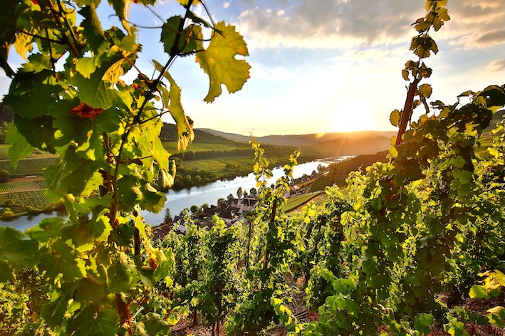 Weinberg im Moseltal mit Blick auf die Mosel