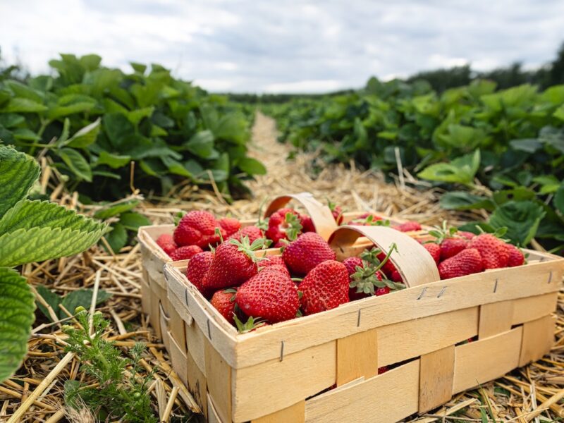 Korb-mit-Erdbeeren-vor-Erdbeerfeld.