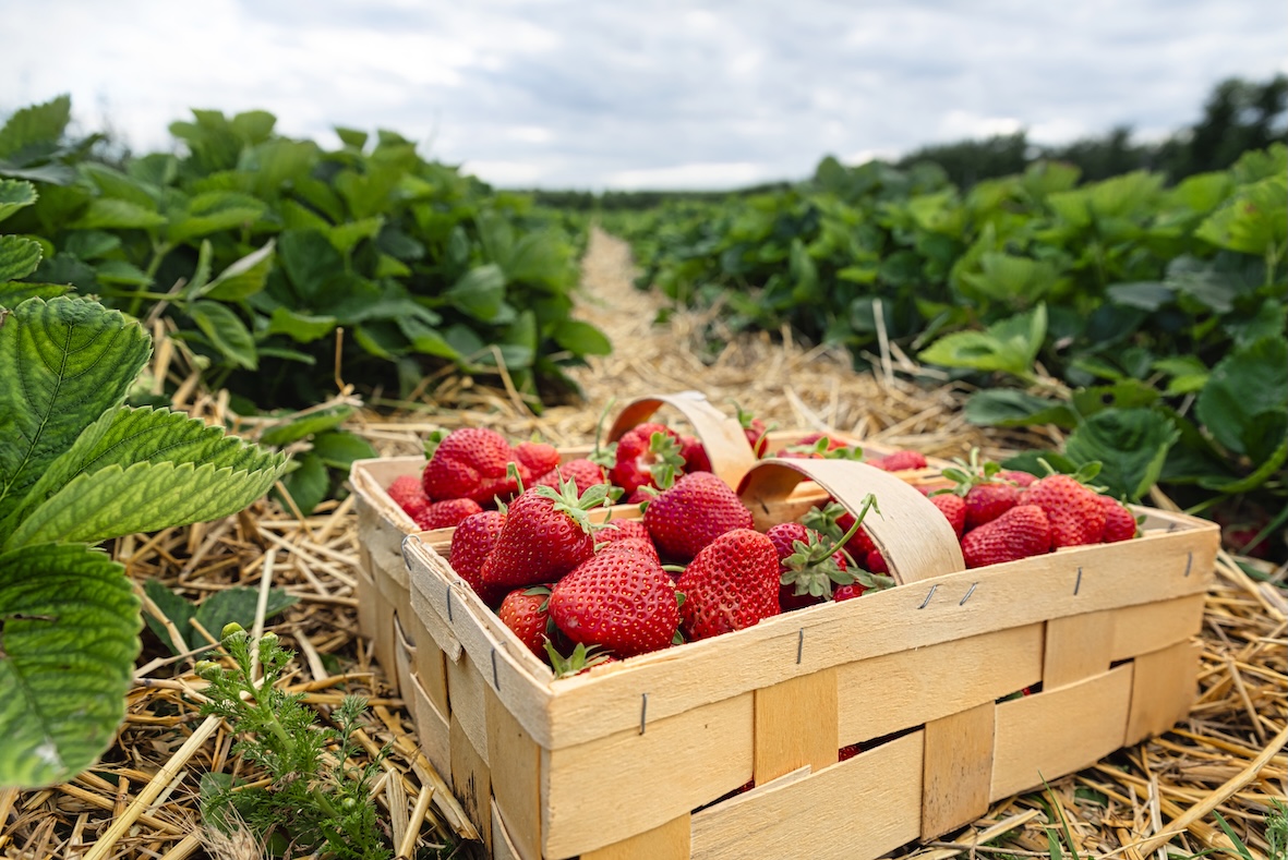 Erdbeeren zum Selberpflücken